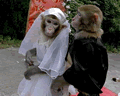 Matrimonio scimmie